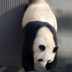 637GF14Y12GUQCPGH6LT - NewsTomo – 日本語で読む、世界のニュースハブ 中国本土・四川省に新パンダ基地、試験公開初日に6,300人来場