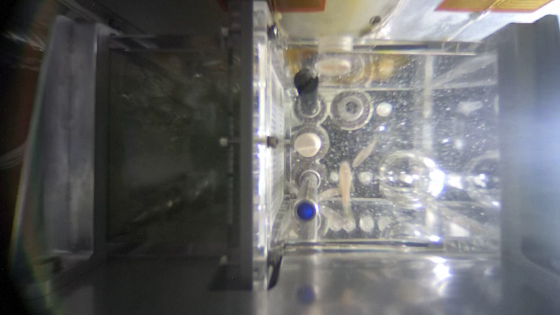 中国宇宙ステーション神舟20号、ゼブラフィッシュなど新生命科学実験へ