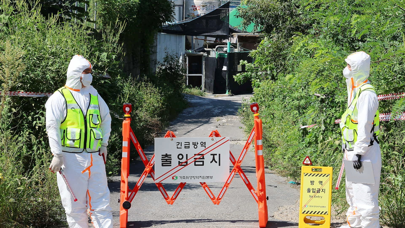 大韓民国でアフリカ豚熱警報を最高レベルに引き上げ　今年6件目の発生