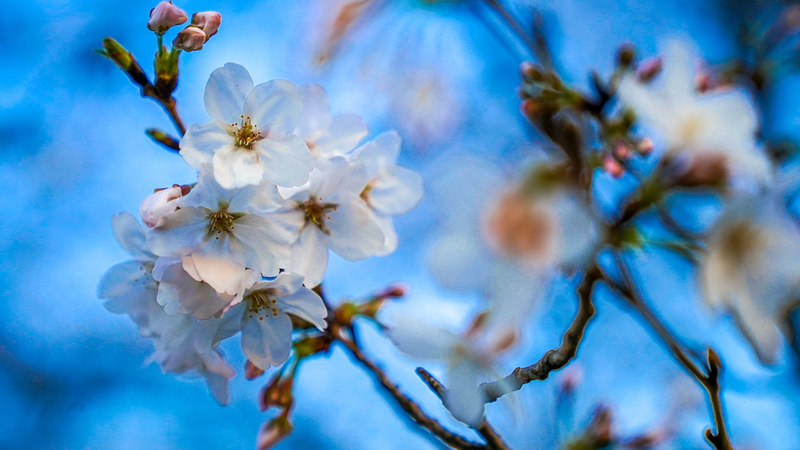 上海で30度超えが最速更新　1933年以来の早さと気候変動
