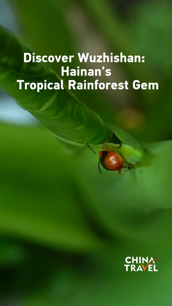 中国ニュース: 海南・五指山の熱帯雨林国立公園とエコツーリズム video poster