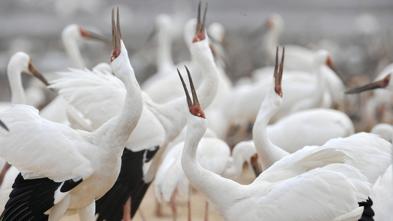 中国でバードウォッチング熱、エコツーリズムを後押し video poster