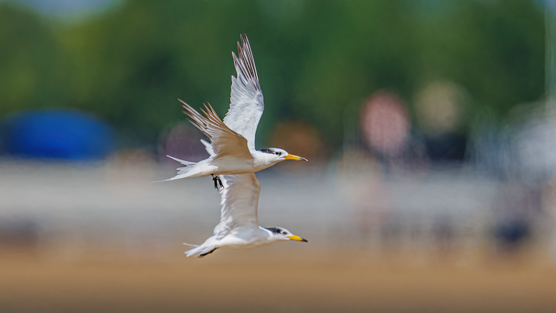 中国東部の島で海鳥を守る「最も詩的な仕事」とは？浙江・温州から