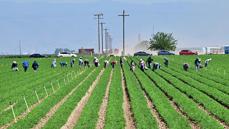 カリフォルニア農家が悲鳴　トランプ関税で輸出市場喪失とコスト増の二重苦