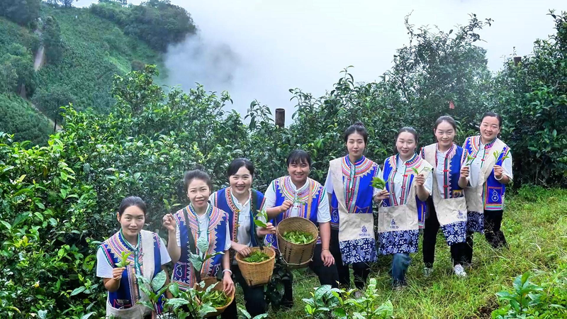 北京茶博覧会でラフ族の氷島茶が注目 video poster