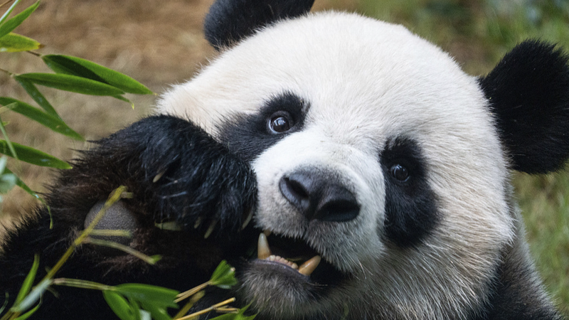 香港オーシャンパークに新パンダ2頭 アンアンとケーケーきょう初公開