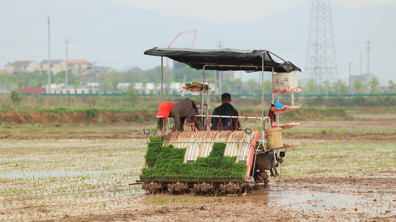 中国の穀物生産、2025年は7億トン超へ　輸入減少も示唆する報告