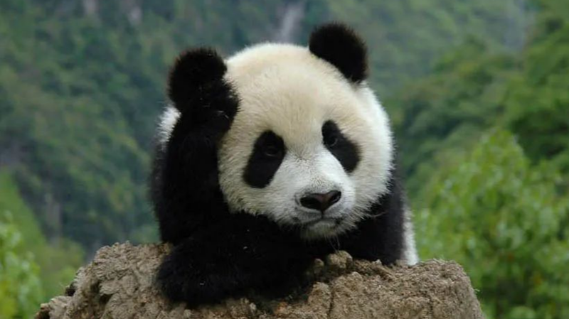 中国の5つの国立公園で資産権登録完了　生態系保護に一歩