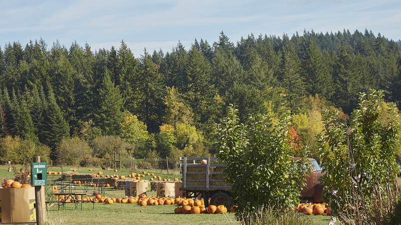 国際森林デー2025「森林と食料」 中国の森が支える食料安全保障
