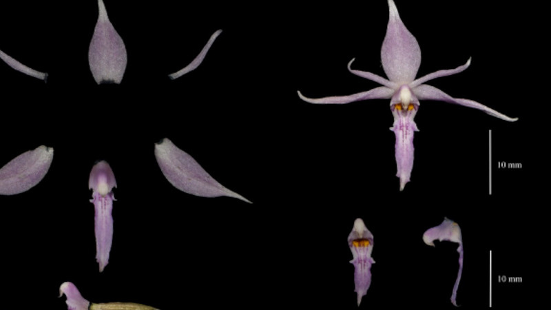 中国の新種発見2024年：装甲恐竜が語る生物多様性 video poster