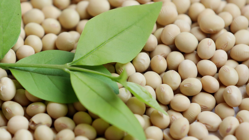 中国が米国産大豆・トウモロコシ輸入停止　関税戦争前に何が起きたか