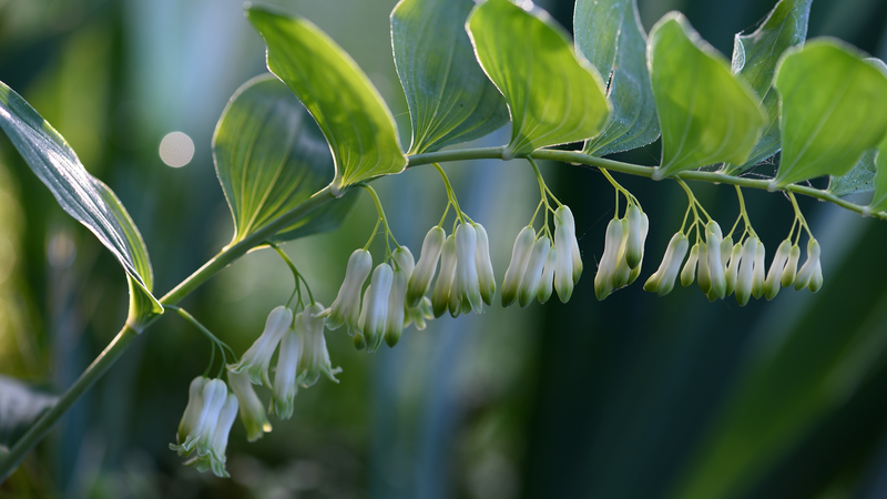 中国福建省の森林とグリーンファイナンス　薬草農家ヤンさんの挑戦