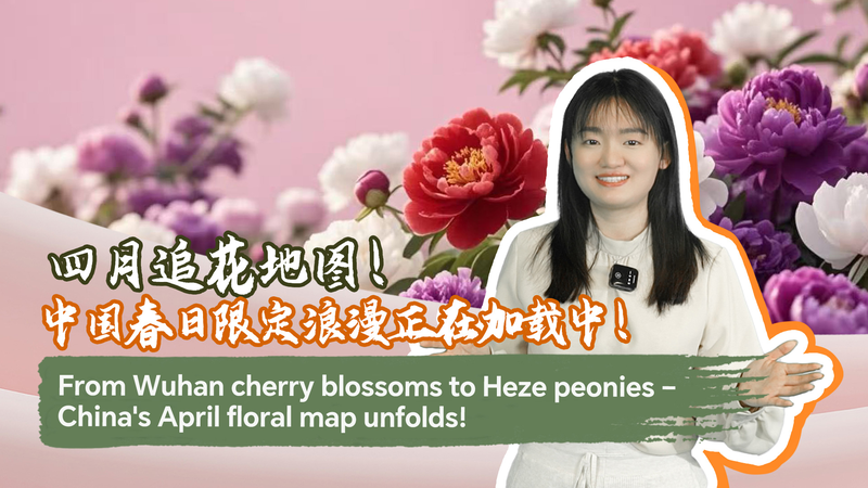 中国本土4月の花マップ 武漢の桜からHezeのボタンまで video poster