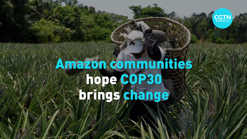アマゾンの地域社会、COP30に託す森と暮らしの未来 video poster
