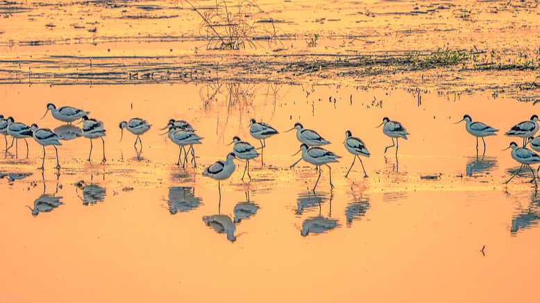 浙江省紹興市の湿地が野生動物の楽園に　中国ニュースを日本語で読む