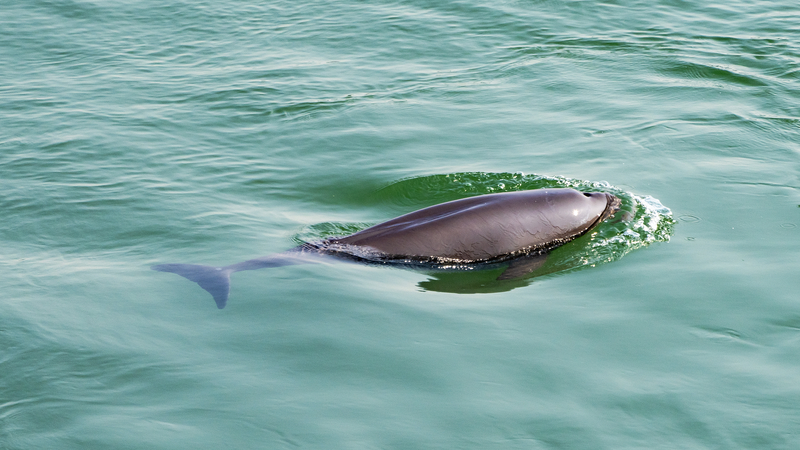 中国・長江流域で水生生物多様性が回復傾向　10年禁漁の効果は
