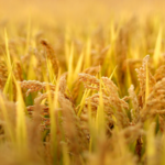 イネ病害菌Xanthomonasの栄養獲得を解明　新しい耐病性育種へ