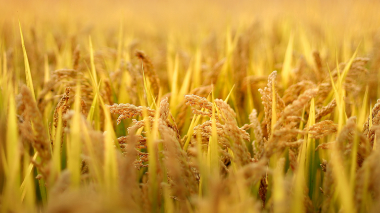 イネ病害菌Xanthomonasの栄養獲得を解明　新しい耐病性育種へ