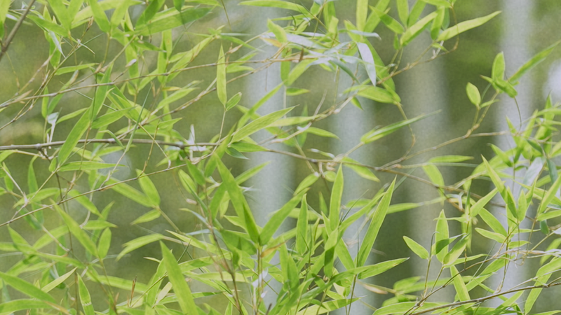 中国・安吉「バンブータウン」　静かに育つ竹が形づくる暮らし