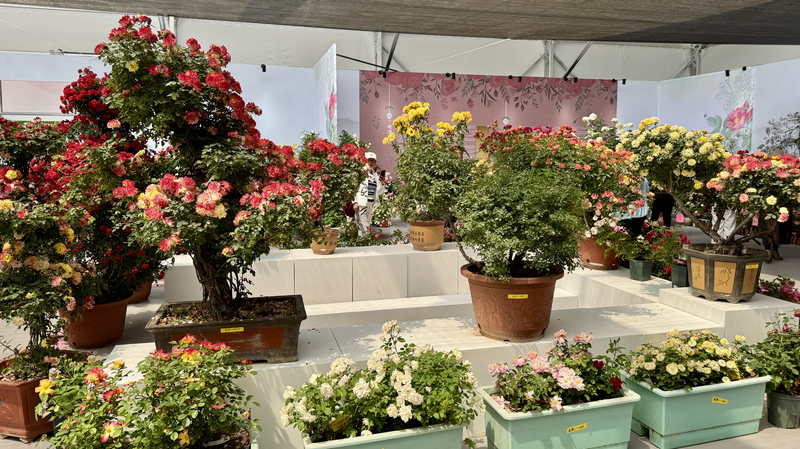 バラでつながる国際交流　北京・国際バラ会議と花の経済 video poster