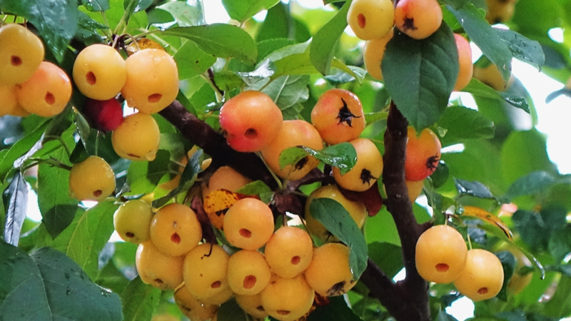 青島・唐島湾国家湿地公園　赤く色づくクラブアップルが彩る秋