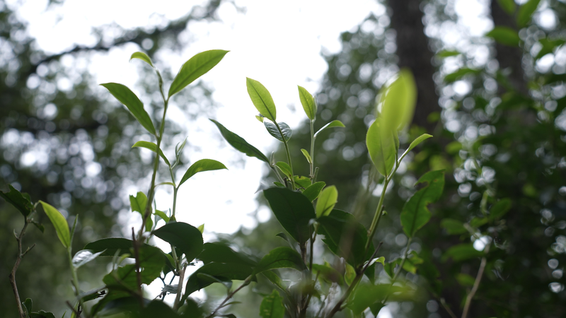 YunnanのJingmai Mountain古茶林　気候変動時代のエコロジーの知恵 video poster