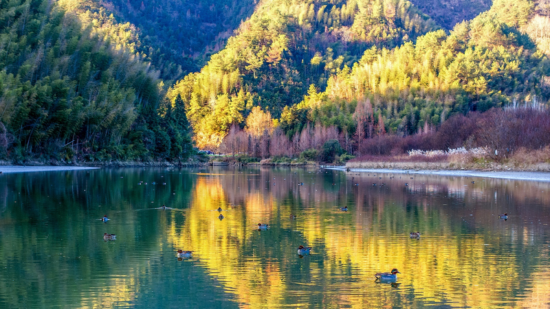 冬の中国・安徽省リーレン村　朝霧とカモが描く静かな活気 video poster