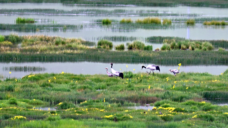 中国のグリーン開発はなぜ世界のモデルになりつつあるのか