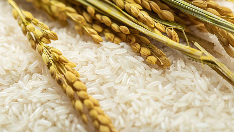 中国の農業支援でチャドのコメ生産が急伸　食料安全保障に新展開