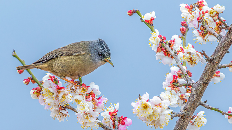 重慶・南川区の梅と小鳥　60種超の花が告げる中国本土の春