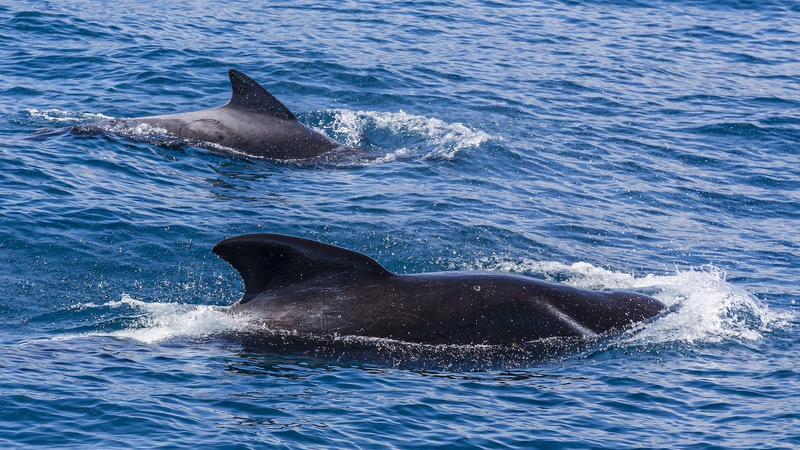 ニュージーランドでクジラ座礁　30頭以上救出された国際ニュース