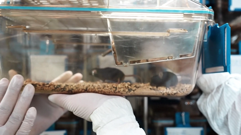 宇宙を旅した4匹のマウスに公募名—中国宇宙ステーション実験のいま