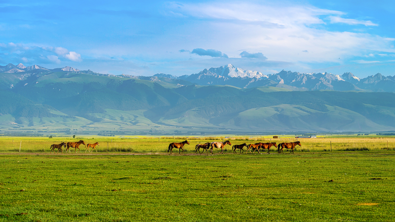 新疆イリ川流域で家畜約396万頭が春季移動　遊牧民の暮らしに密着 video poster