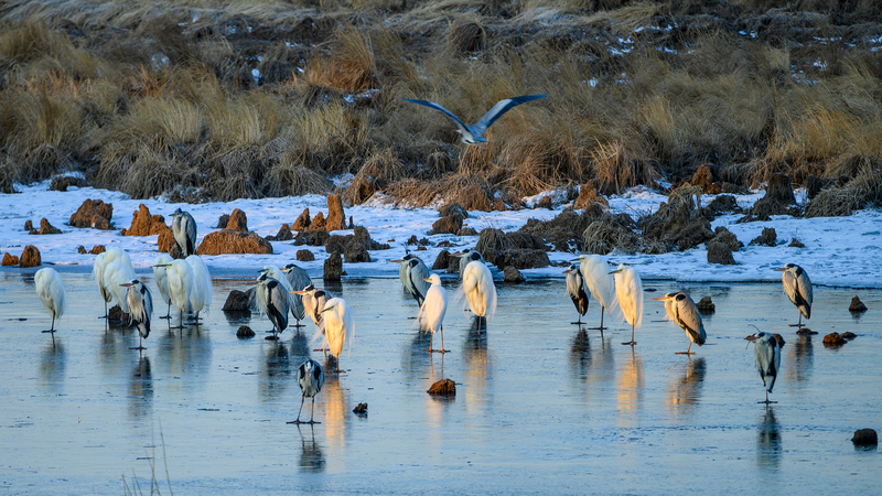 中国の野鳥写真ブーム：俳優リー・シエンが広げる自然保護の輪