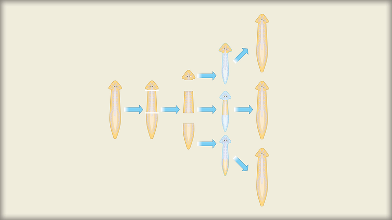 中国宇宙ステーションでプラナリア実験へ　「再生」が宇宙でどう変わる？