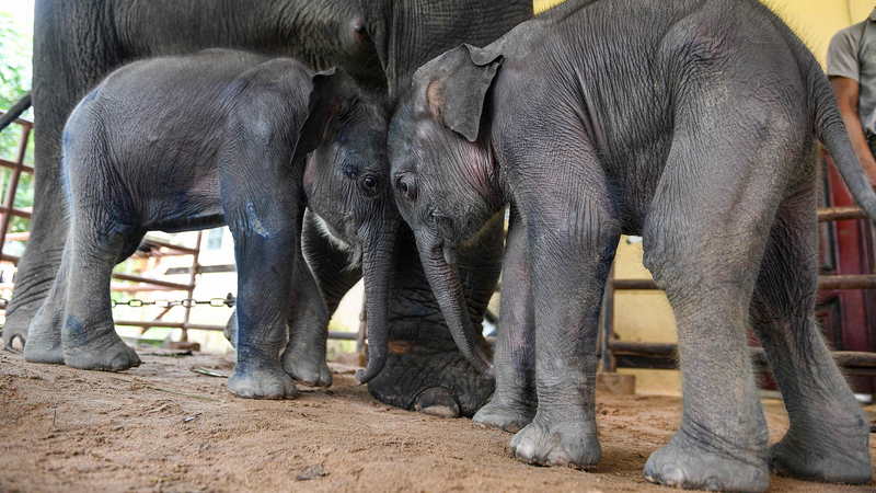 ミャンマー・ヤンゴンで人と野生ゾウの衝突、約30頭の群れに対策進む