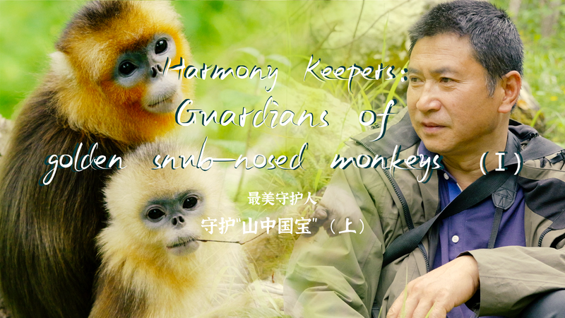 四川・Baihe自然保護区でゴールデン・スナブノーズドモンキーを守る30年 video poster