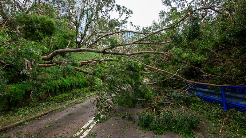 台風ラガサ、今週水曜に広東省へ上陸見込み　中国南部で豪雨と暴風のおそれ video poster