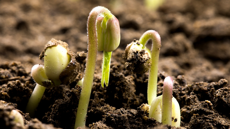 中国が高精度デジタル土壌データベース公開　全国6万超地点を網羅