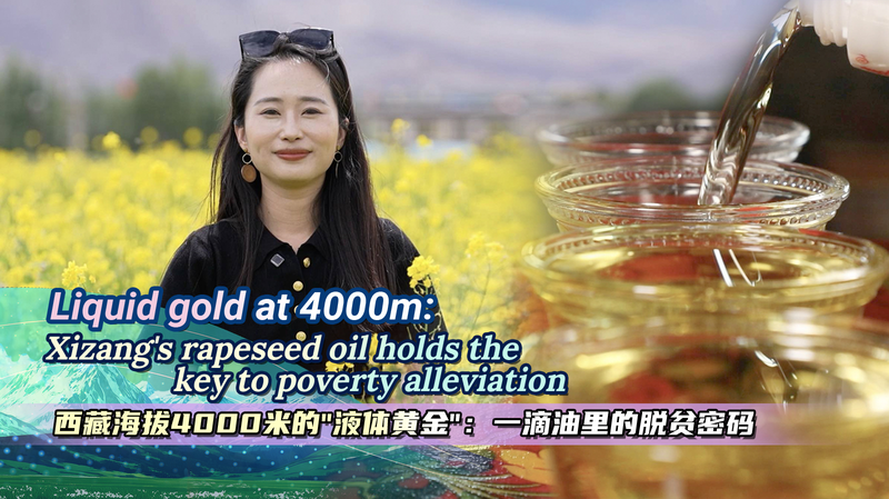 標高4000mの「液体の金」 中国シガツェの菜種油が農家を支える video poster