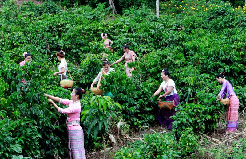 雲南コーヒーが世界を席巻：中国コーヒー市場の新しい主役