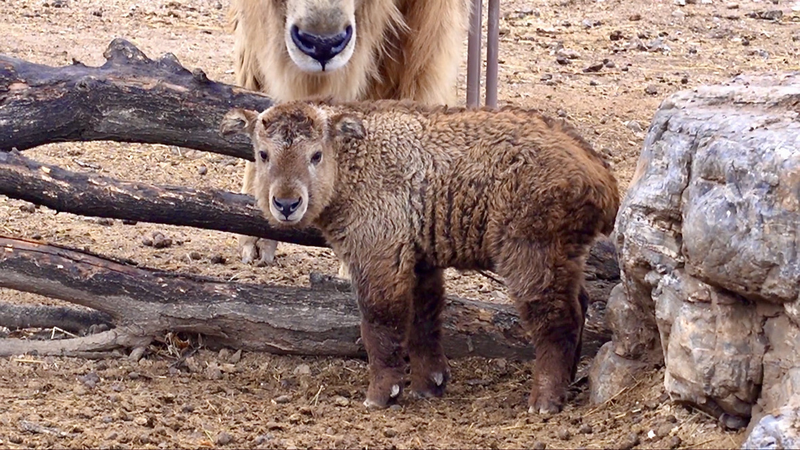中国北部の動物園で希少種ターキンが出産　赤ちゃんラッシュの意義とは video poster