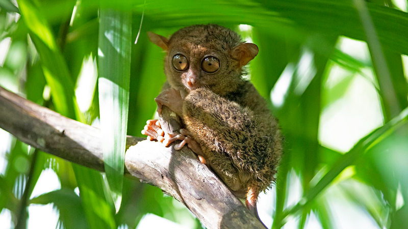 APECと生物多様性 フィリピンメガネザルが映す森と経済