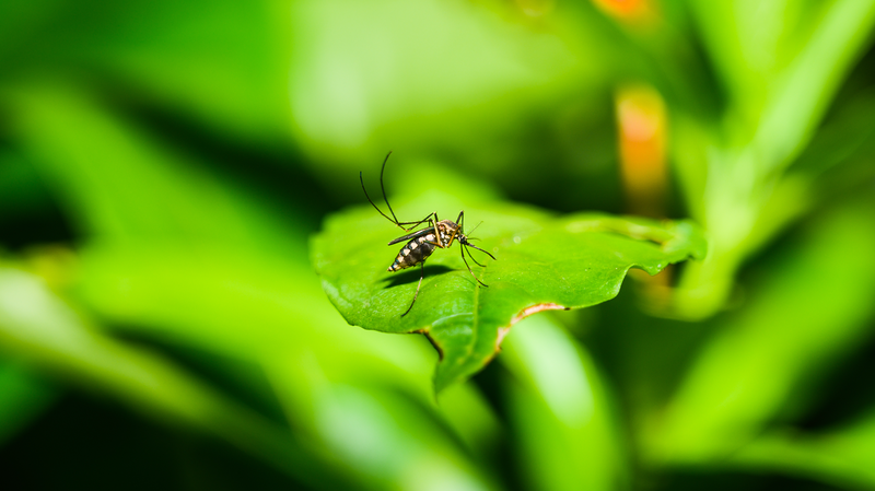 WHO警告：チクングニヤ熱が119の国と地域に拡大