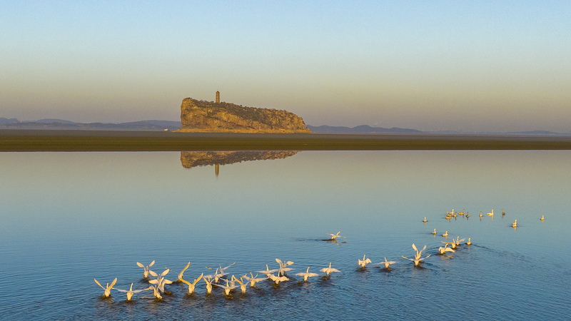 中国・鄱陽湖で渡り鳥の大群が描く幻想的な波 video poster