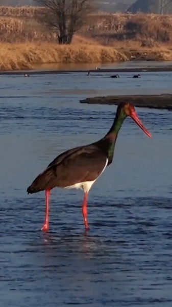 渡り鳥が彩る中国・山西省のNanyang River湿地　black storkも飛来 video poster