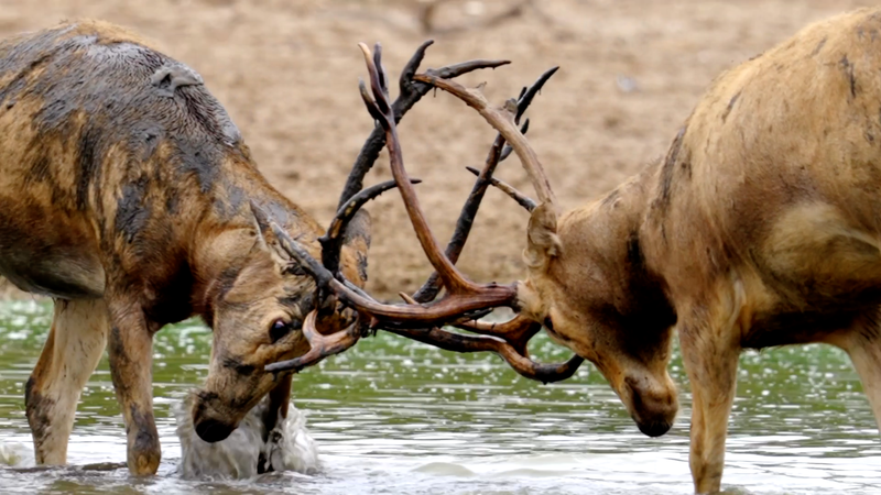 絶滅からの復活：ミロ鹿が語るグローバルな保全の力 video poster