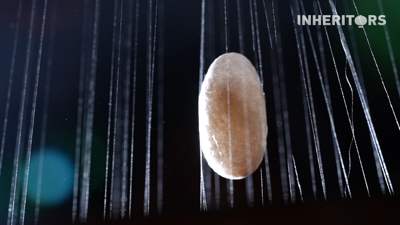 蚕からアートへ　シルクと中国文化遺産の物語