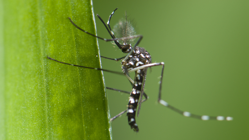 中国広東省でチクングニア熱拡大　症状と予防策をわかりやすく解説