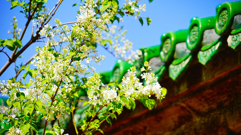 中国の清明節、デジタル追悼とエコ意識が広がる